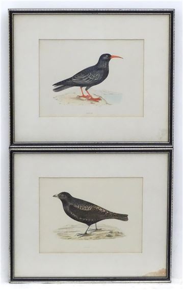 Two hand coloured prints, Red-billed Clough, and Black Lark, from A History of British Birds by Rev. Francis Orpen Morris by Francis Orpen Morris, 19th century