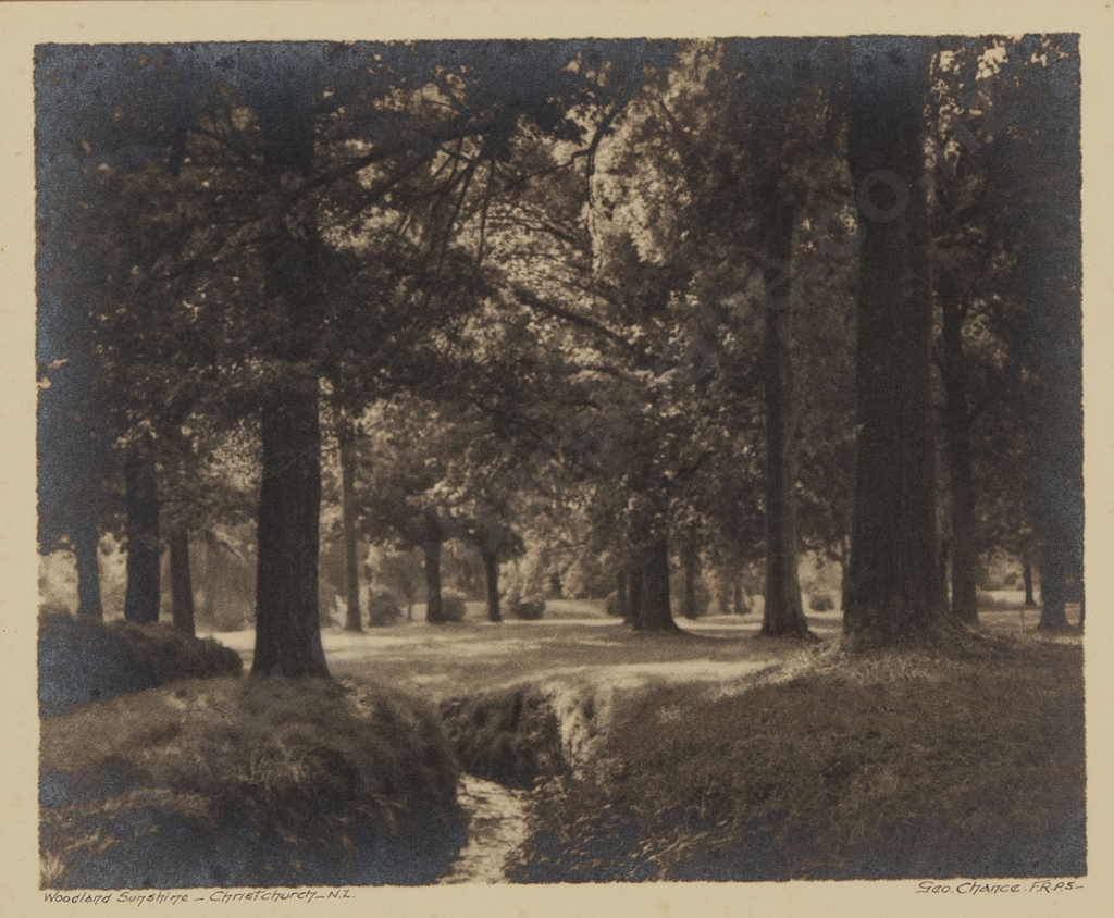 George Chance | Woodland Sunshine in Christchurch NZ | MutualArt