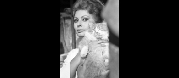 Sophia Loren and her cat, 1963 by Pierluigi Praturlon, 2021