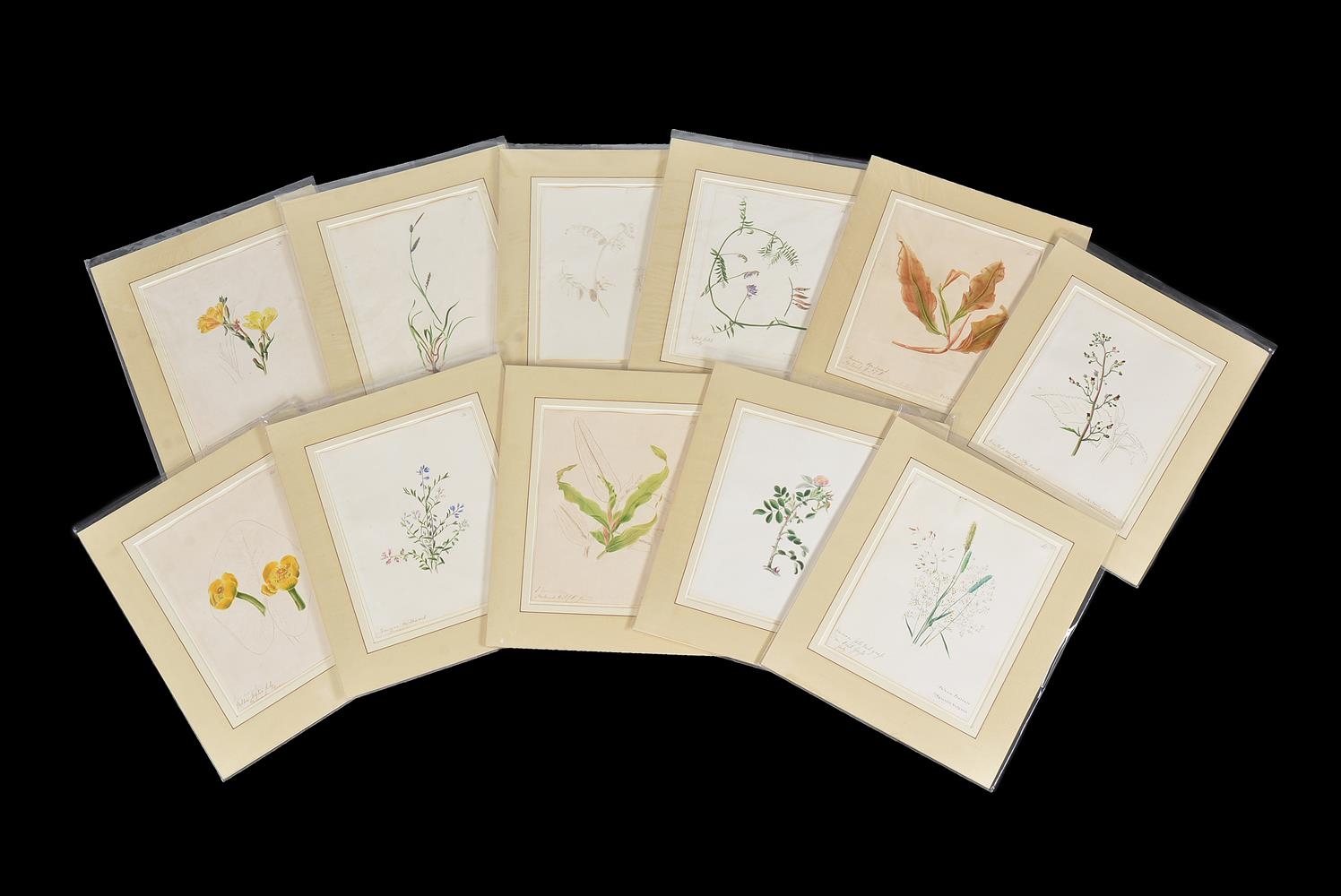 1870), Flower studies, a set of eleven - Emily Stackhouse