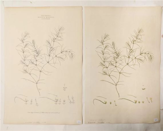 Class XXI Order I:Monoecia Monandria Zanichellia by Johann Sebastian Müller, 1776