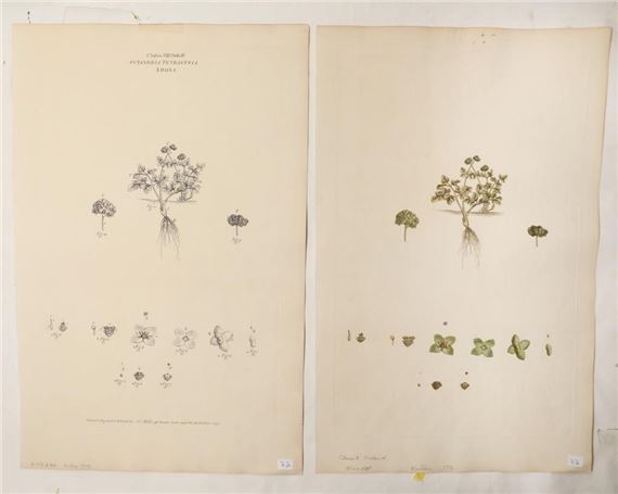 Class VIII Order IV: Octandria Tetragynia Adoxa by Johann Sebastian Müller, 1776