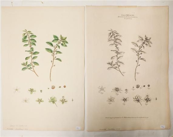 Class XXII Order XIV: "Dioecia Gynandria Clutia by Johann Sebastian Müller, 1774