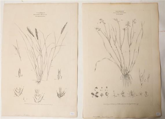 Class II Order II: "Diandria Digynia Anthoxanthum". WIth Class XX Order II: "Gynandria Triandria Sisyrichium" by Johann Sebastian Müller, 1771