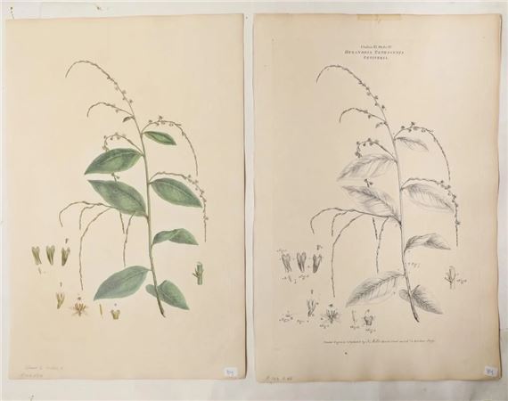 Class VI Order IV: "Hexandria Tetragynia Petiveria by Johann Sebastian Müller, 1776