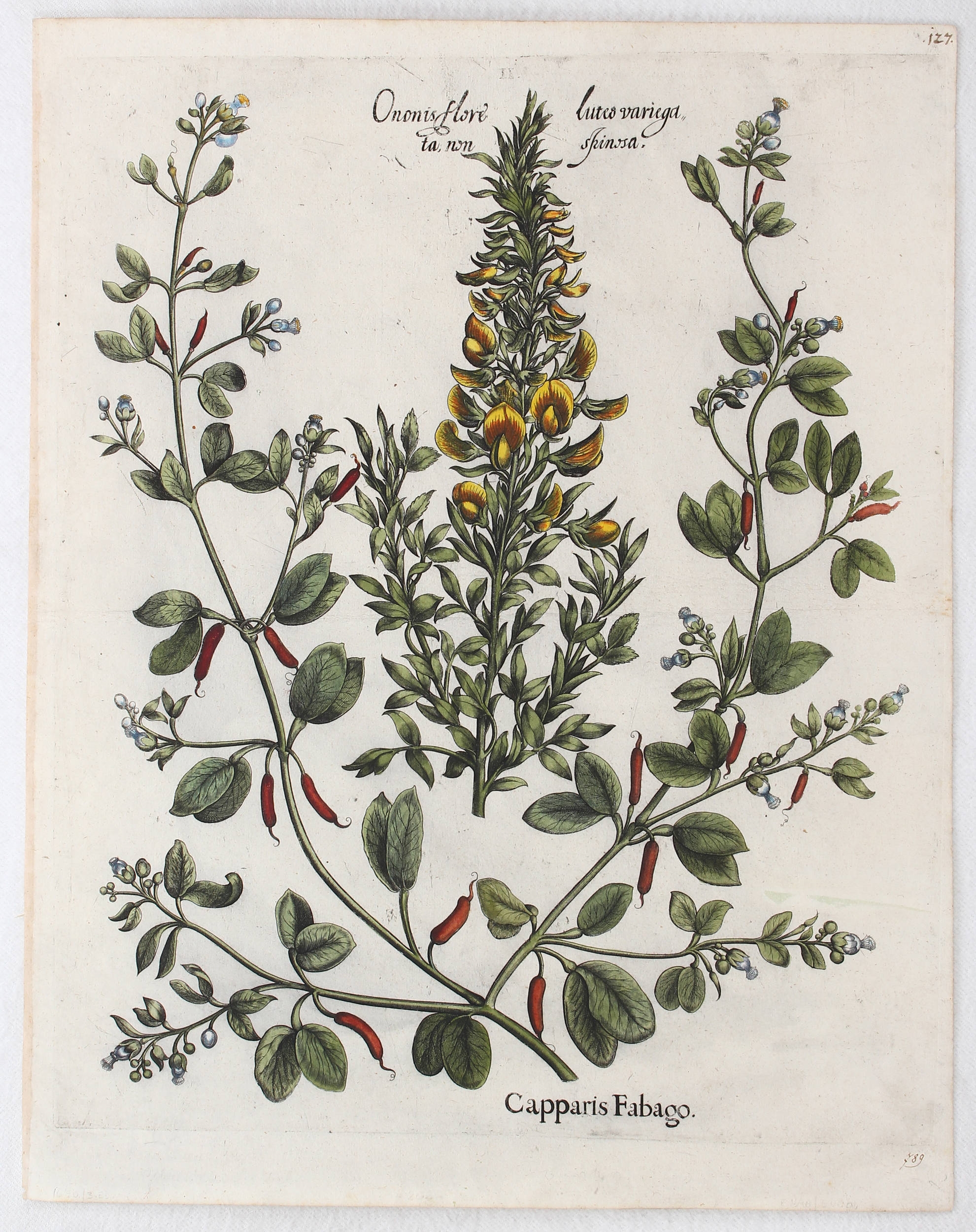 Capparis Fabago, Ononis flore luteo variegata non spinosa (Falscher Kapernstrauch, gelbe Hauhechel) by Basilius Besler