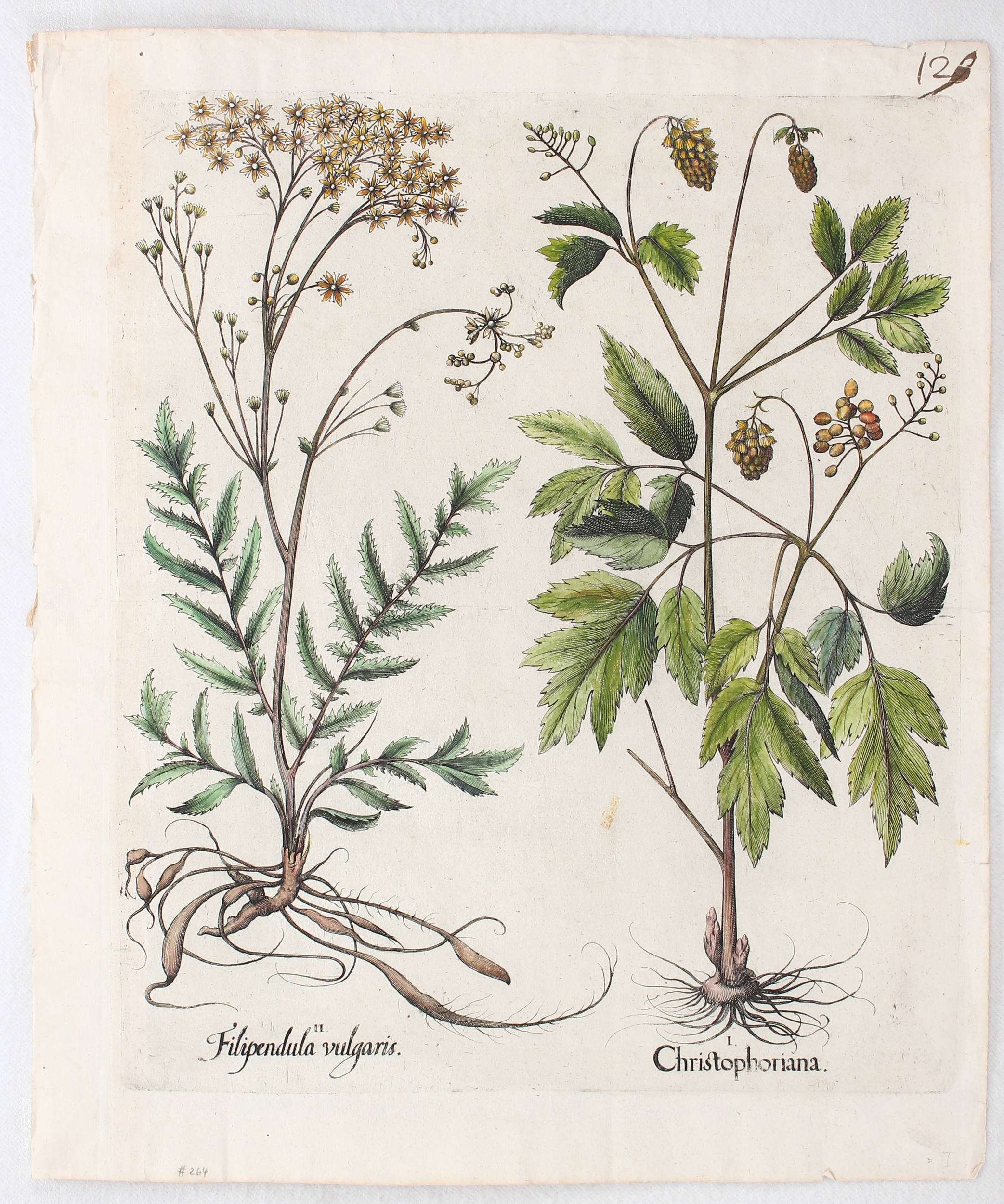 Artwork by Basilius Besler, Christophoriana, Filipendula vulgaris (Christophskraut, Wiesen-Geißbart)