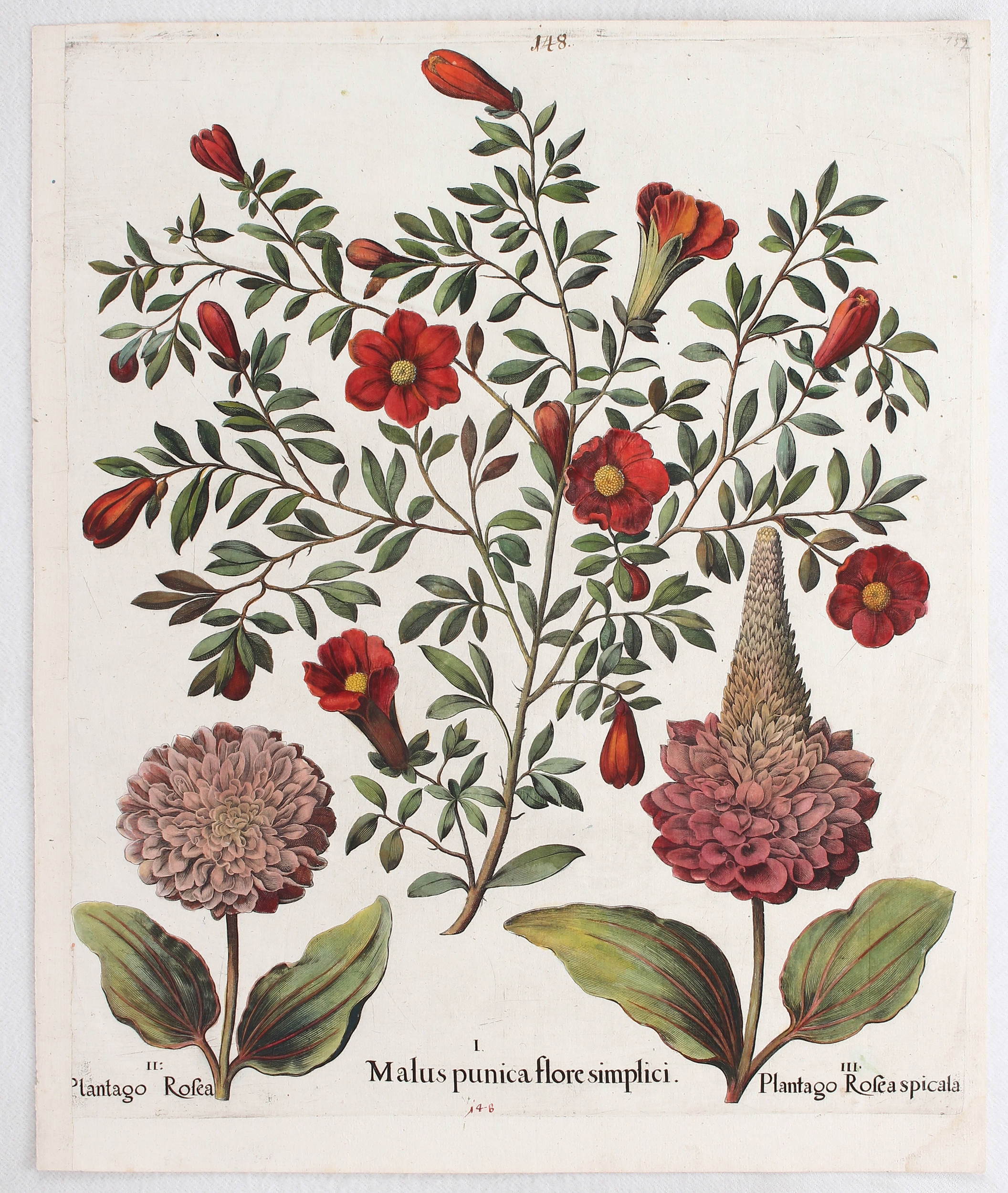 Malus punica flore simplici, Plantago Rosea (&) spicala (Blühender Granatapfelbaum u. Breit-Wegerich) by Basilius Besler