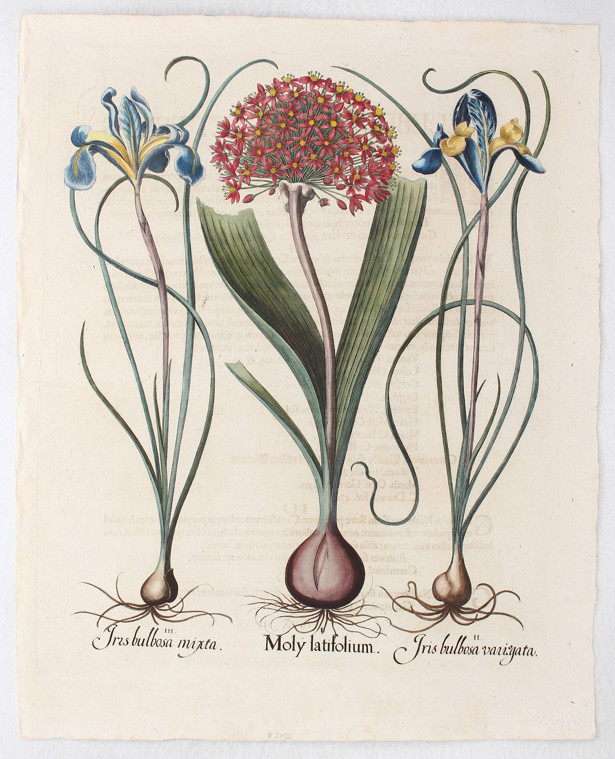 Moly latifolium, Iris bulbosa variegata (&) mixta (Porree u. Bunte Spanische Schwertlilien)