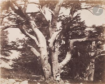 One of Solomon's Cedars on Mount Lebanon - Ernest Benecke