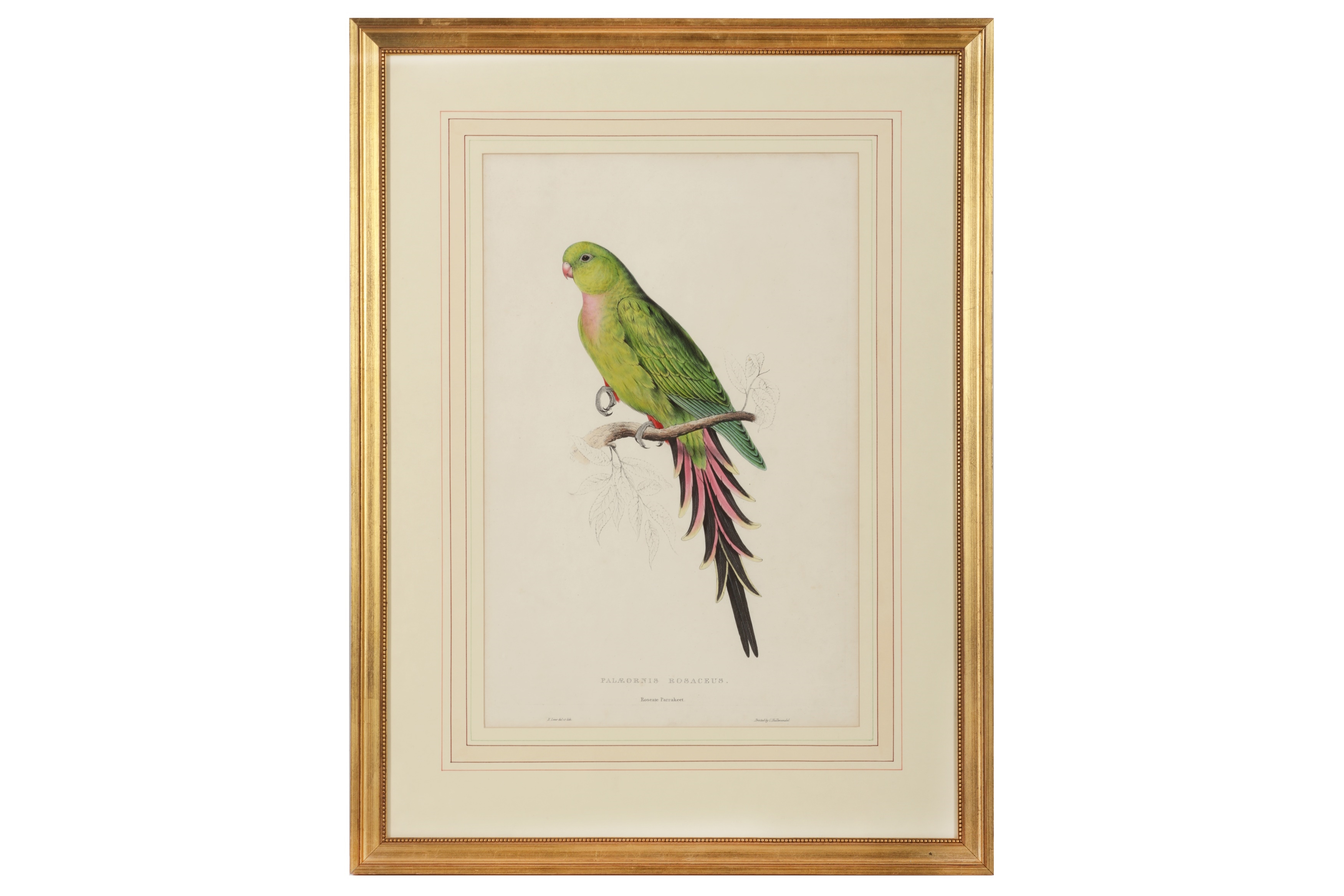Edward Lear | A collection of five hand-coloured lithographs | MutualArt