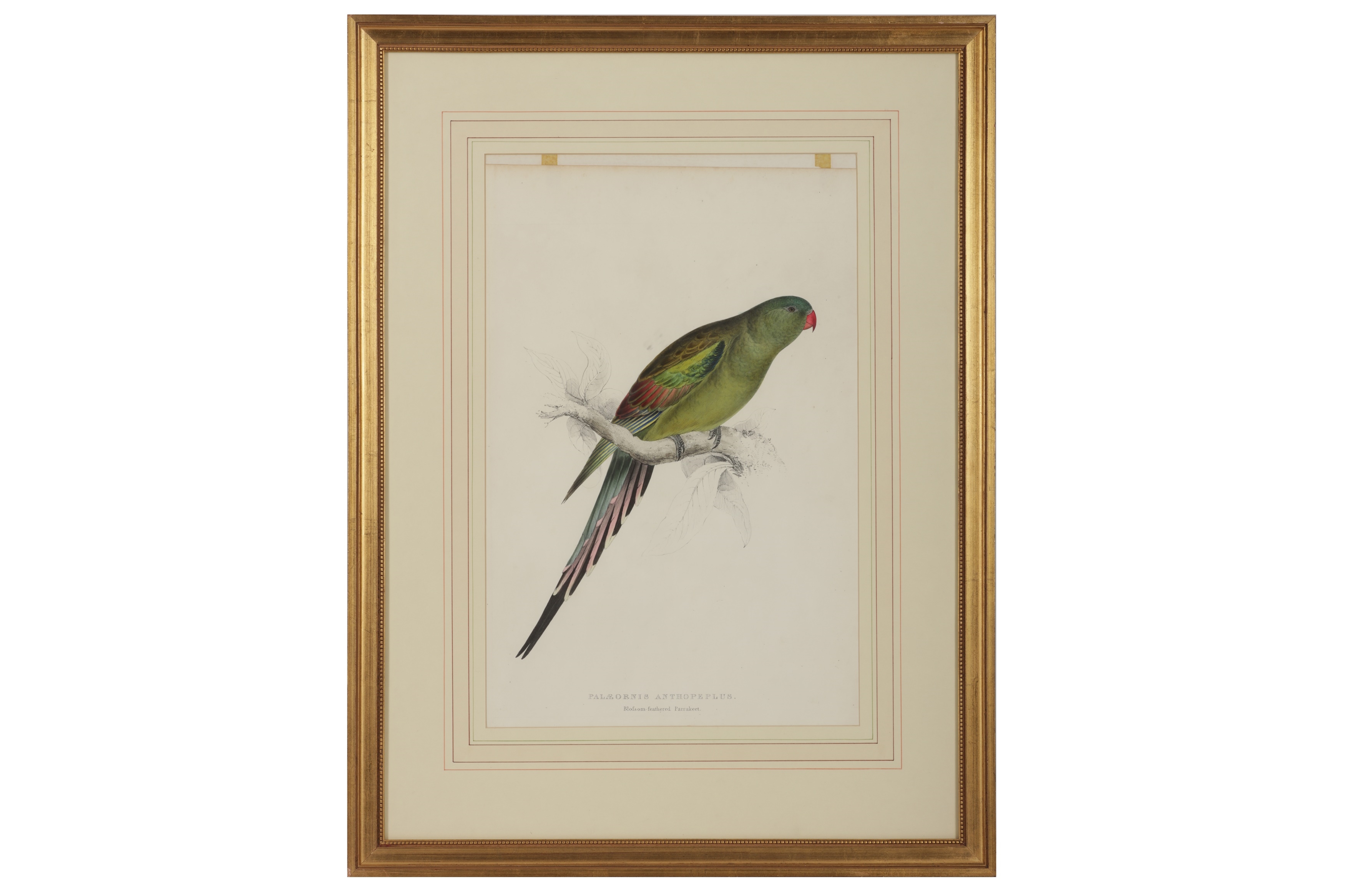 Edward Lear | A collection of five hand-coloured lithographs | MutualArt