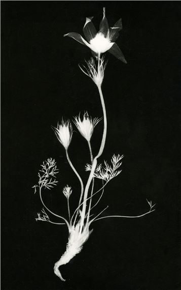 A. Delarue | Botany, Rayogram (1990) | MutualArt