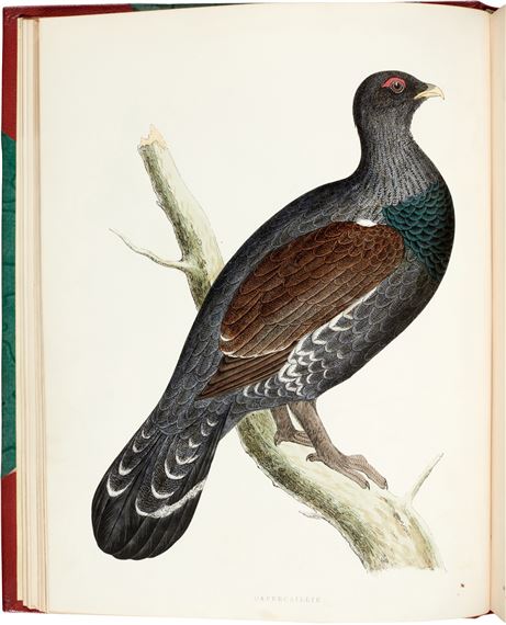 British Game Birds and Wildfowl, London - Beverly R. Morris