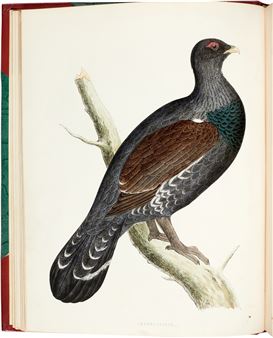 British Game Birds and Wildfowl, London - Beverly R. Morris