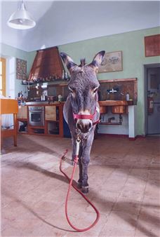 Asino - Sebastiano Pellion di Persano