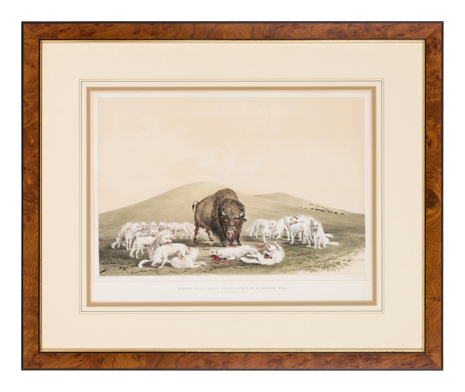 George Catlin | Buffalo Hunt, White Wolves Attacking a Buffalo Bull ...