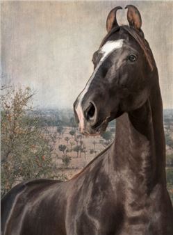 E. caballus - Griffin Museum of Photography