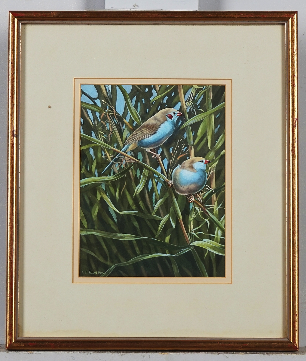 Artwork by Chloë Talbot-Kelly, Red-Cheeked Cordon Bleu, Made of watercolour and bodycolour