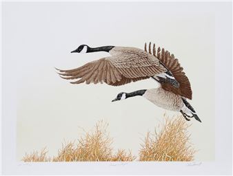 Canada Geese in Flight - Chris Forrest