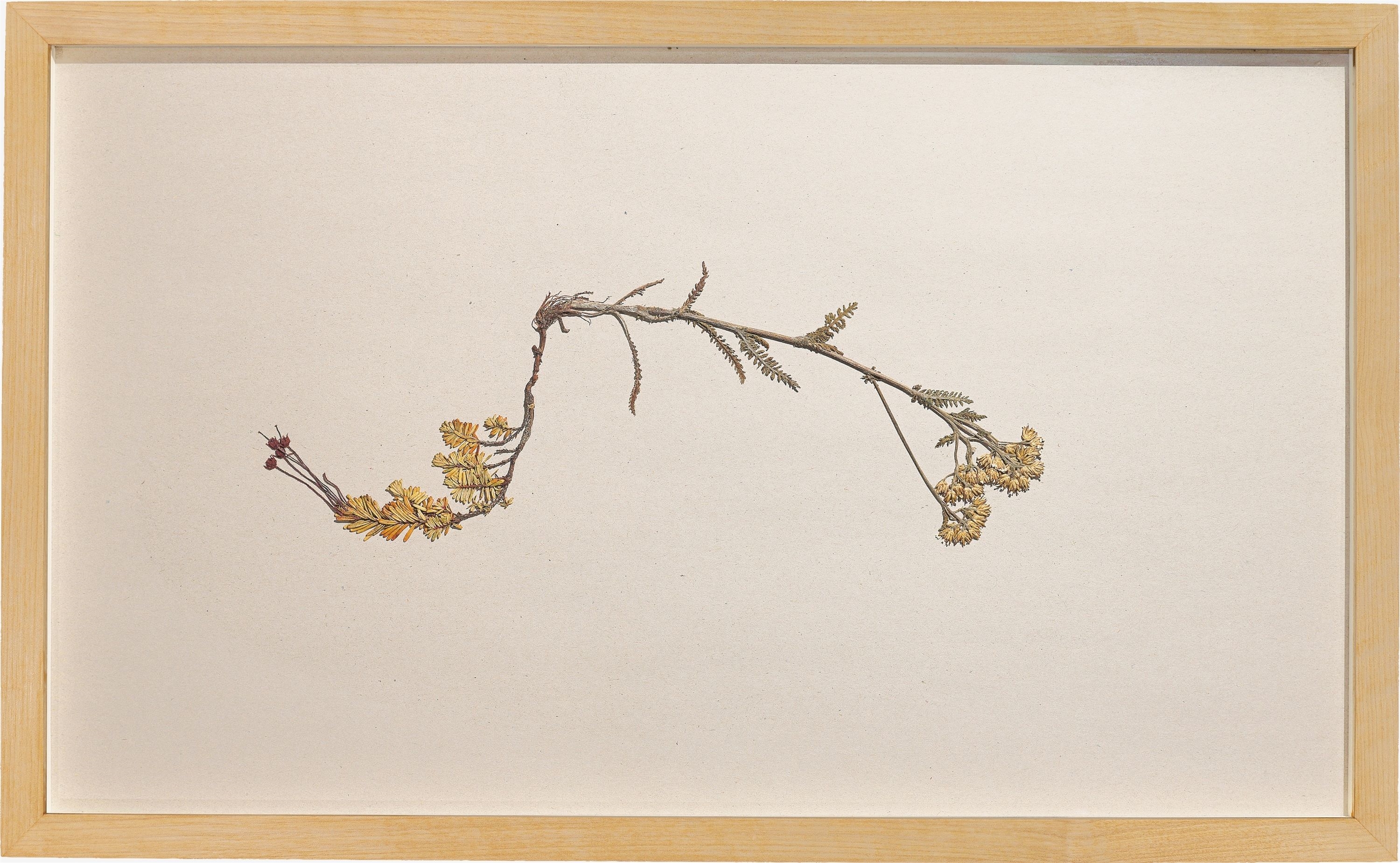Artwork by Helen Mirra, ”Phyllodoce caerulea & Achillea millefolium (Blue heath & Yarrow)”., Made of pressed plant on cardboard