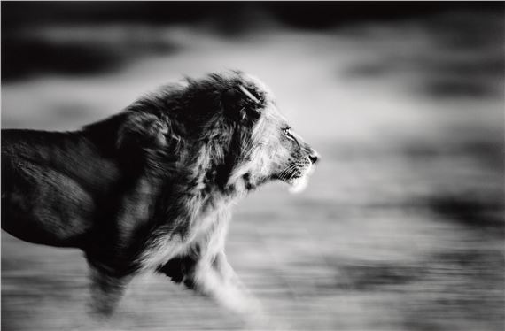 Panthera Leo, Serengeti, Tanzania by Michel Ghatan, 2016