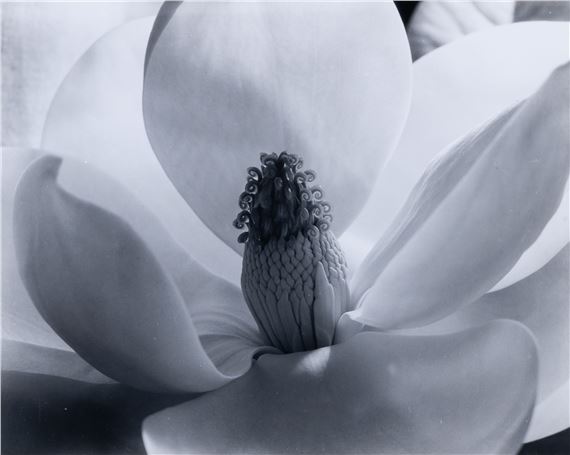 Magnolia Blossom, by Imogen Cunningham, 1925, printed 1960s