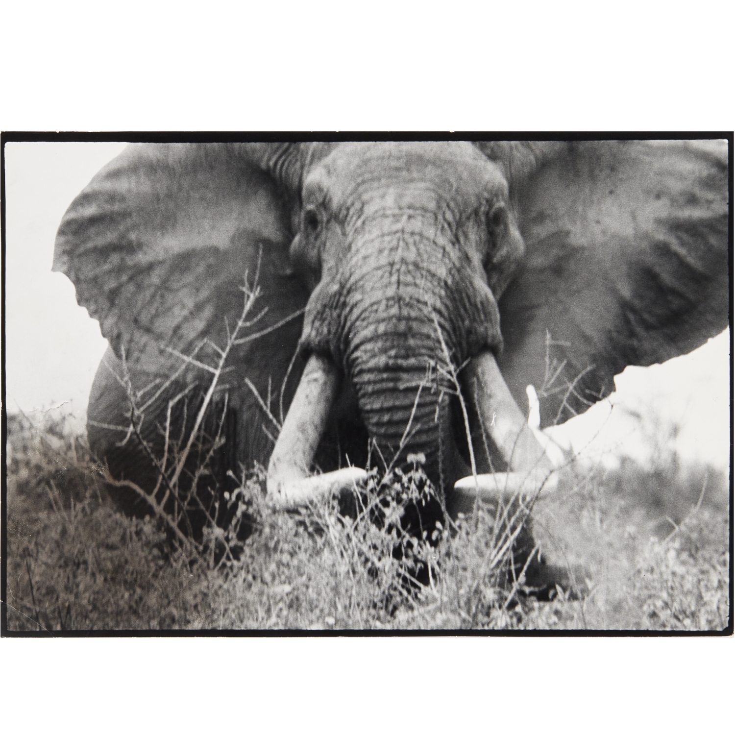 Peter Beard | Mkomazi Elephant Herd, 1976 | MutualArt