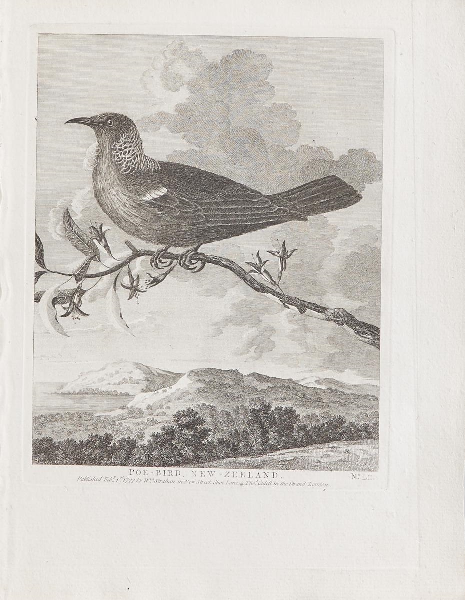 'Poe-bird New Zeeland' by William Hodges by William Hodges, published 1777
