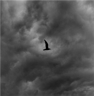 Reach For The Sky - Lee Marks Fine Art