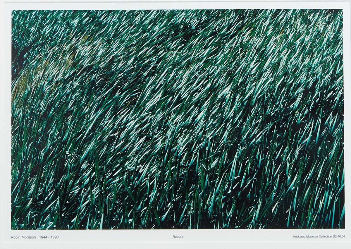 Robin Morrison | Reeds | MutualArt