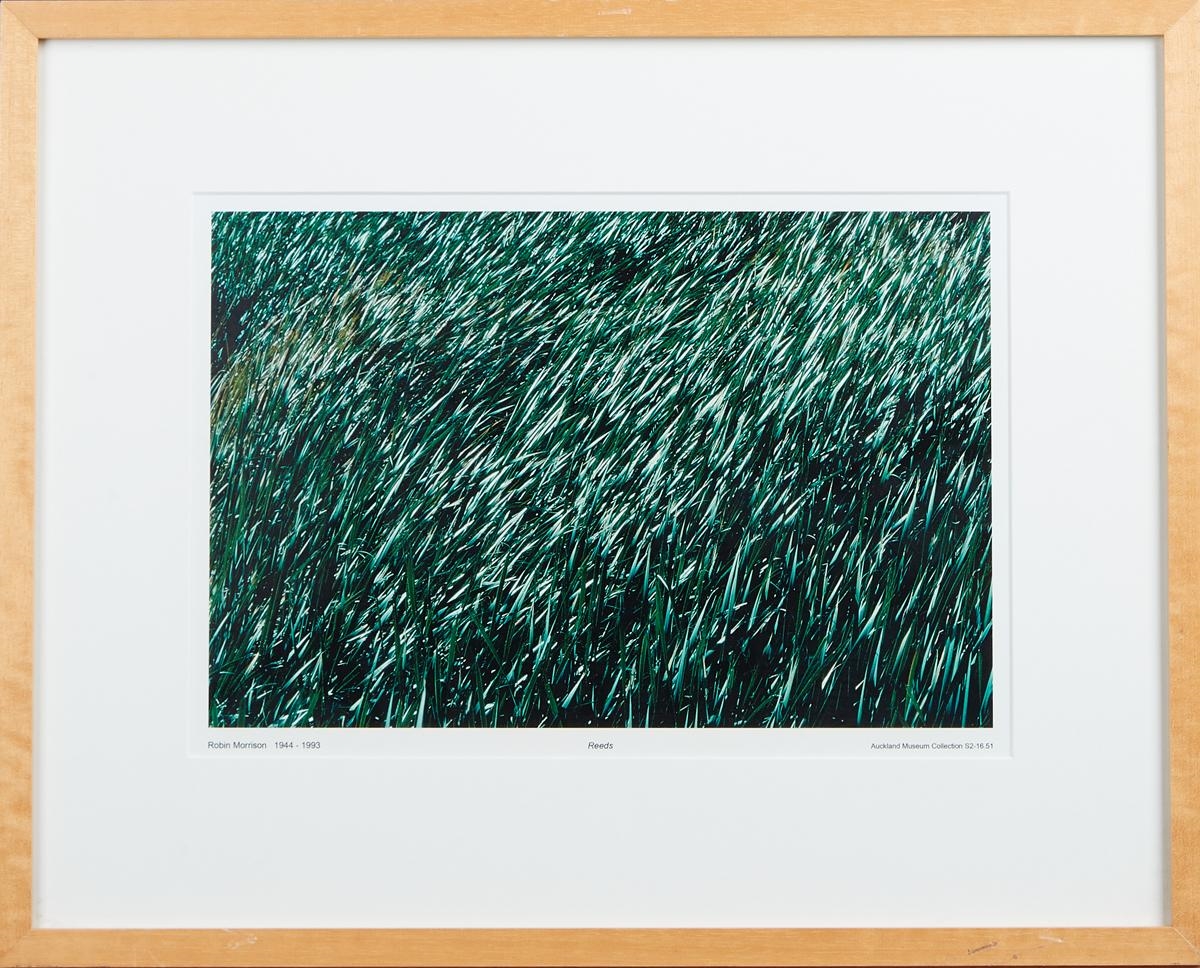 Robin Morrison | Reeds | MutualArt