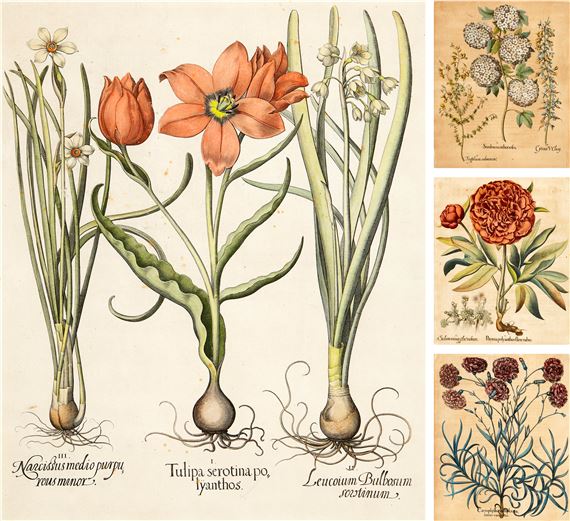 Hortus Eystettensis by Basilius Besler, 1613