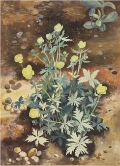 Trollius - Jean Stevens