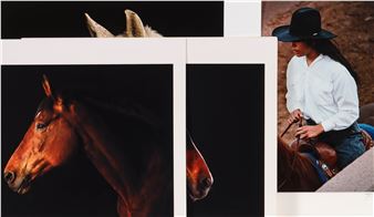 EQUINE PHOTOGRAPHS - David Sinclair