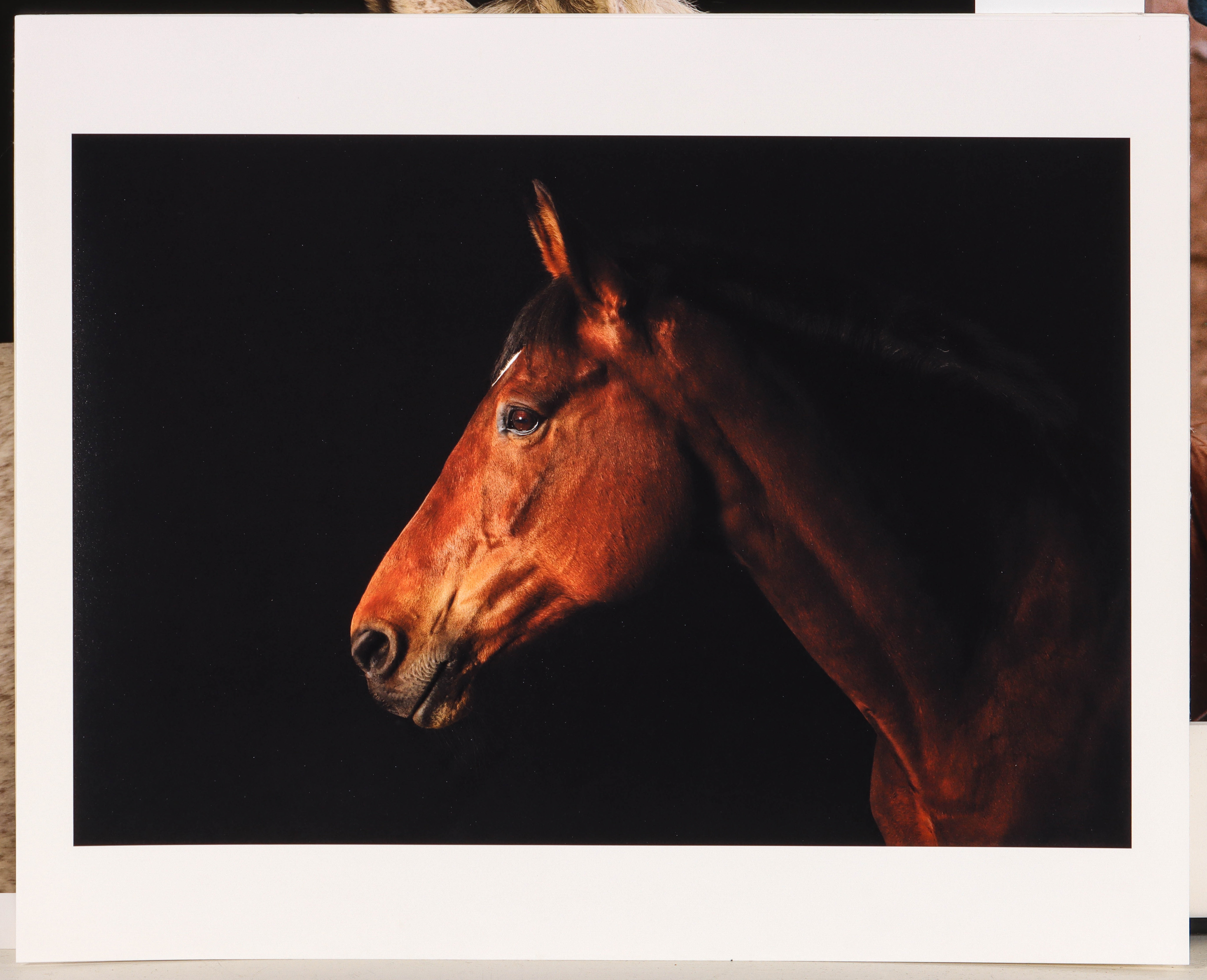 Artwork by David Sinclair, EQUINE PHOTOGRAPHS, Made of color photographs