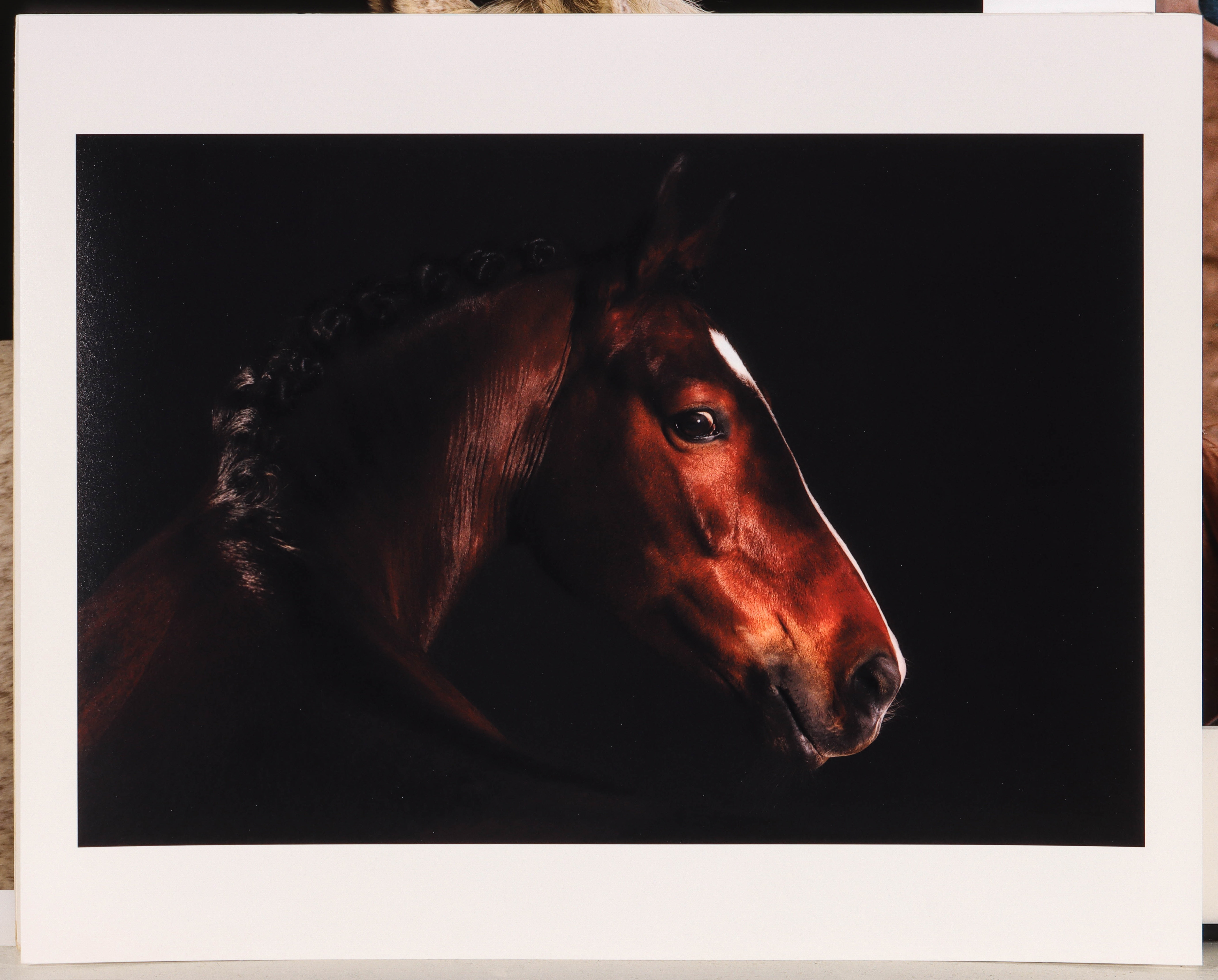 Artwork by David Sinclair, EQUINE PHOTOGRAPHS, Made of color photographs