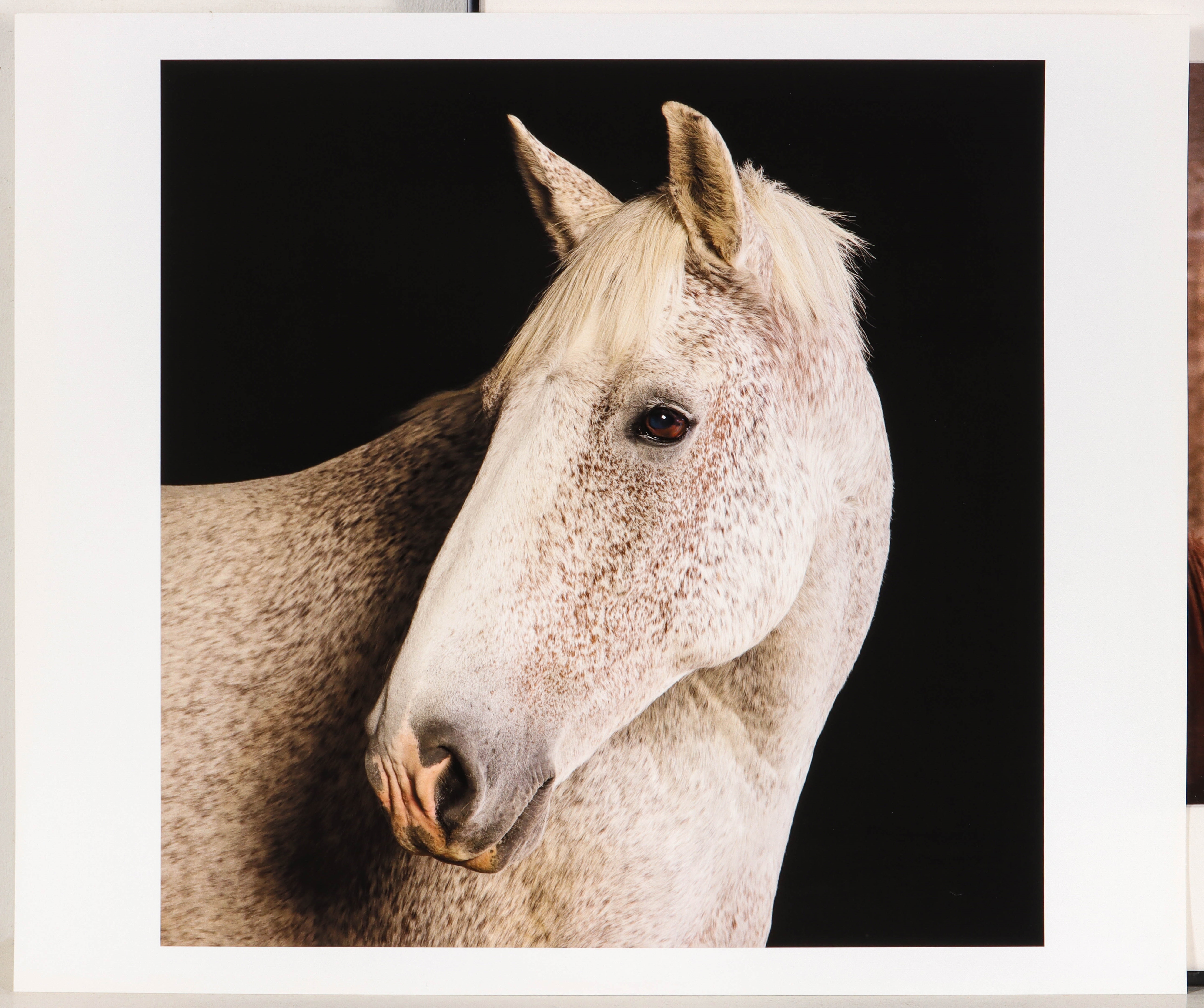 Artwork by David Sinclair, EQUINE PHOTOGRAPHS, Made of color photographs