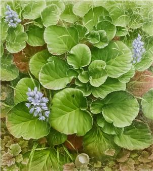 Spanish Bluebells and Bergenias - Barry Kirk