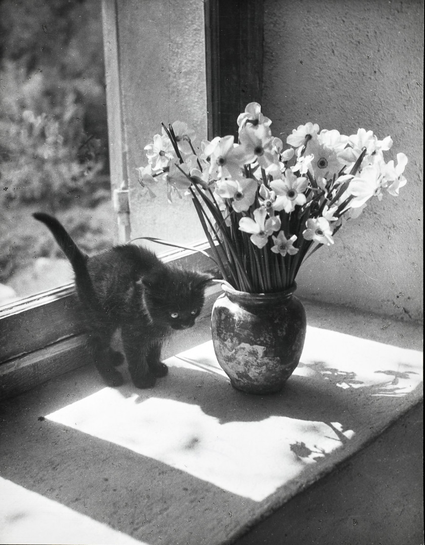Chat aux narcisses by Willy Ronis, 1957