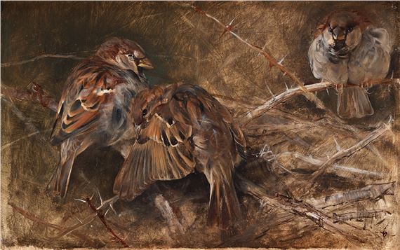 'Gråsparvar bland törnen' (Sparrows)