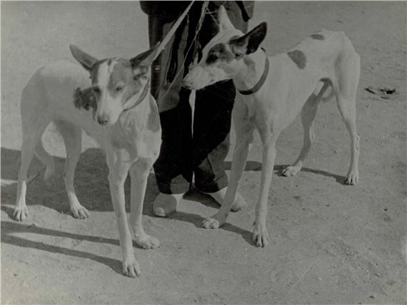 Dogs, Isla de Ibiza by Raoul Hausmann, ca. 1935 printed ca. 1950