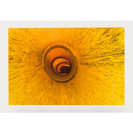 Artwork by Philippe Allard, PARASITAGES, Made of Digital photograph on paper