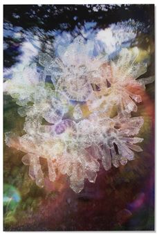 Brutthammelo - Jared Madere