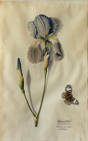 Iris Florentina by German School, 18th Century