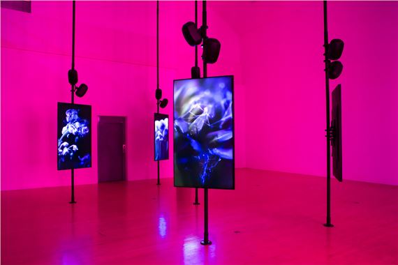 Angelica Mesiti: In the Round - Talbot Rice Gallery