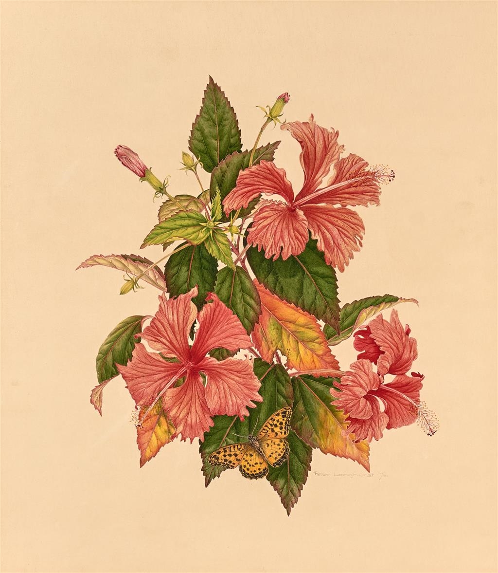 Chinese Hibiscus with Butterfly by Peter Longhurst, 1976