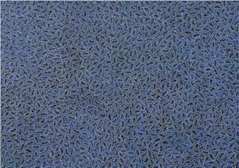 Bush Flowers - Sophie Bunney