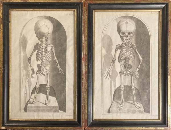 Artwork by Jean-georges Seiller, Paire de planches d’anatomie