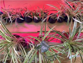 Very Sad Lab: The Incubator - Transformer